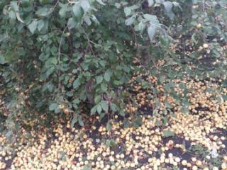 1-этажный дом, 66 м², 26 соток