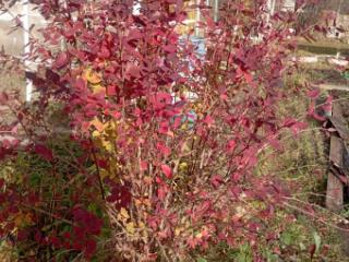 1-этажный дом, 12 м², 20 соток