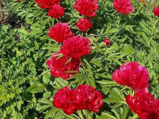  коттедж, 30 м², 6 соток