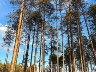 1-этажный дом, 50 м², 13.13 соток