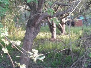  коттедж, 38 м², 4 сотки