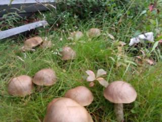 2-этажный дом, 61.5 м², 10.51 соток