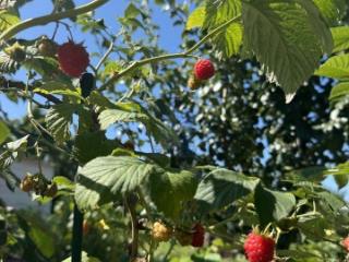 1-этажный дом, 15 м², 5.5 соток