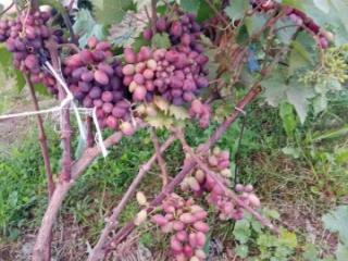 1-этажный дом, 94.5 м², 12.3 соток