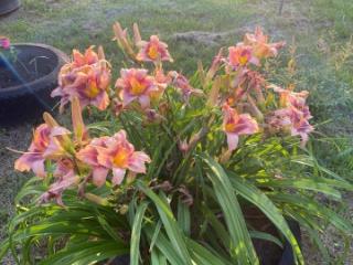 1-этажный дом, 20 м², 8.2 соток