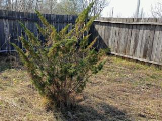 1-этажный дом, 40 м², 15 соток