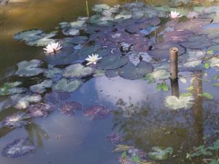 Продается земля, 10 соток