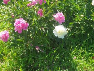 1-этажный дом, 80 м², 25 соток