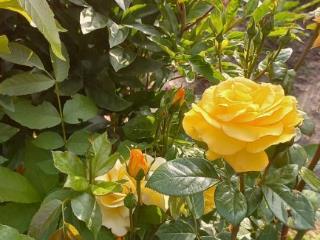 1-этажный дом, 56.4 м², 8.5 соток