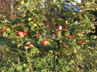 1-этажный дом, 59.5 м², 29 соток