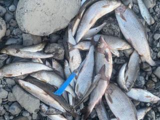  коттедж, 50 м², 4 сотки