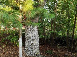  дом, 30 м², 11 соток