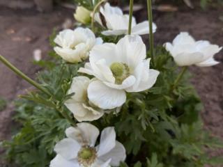 2-этажный дом, 104.4 м², 8.2 соток