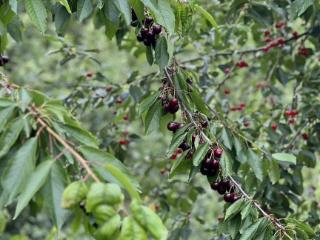  дом, 38.7 м², 2.7 сотки