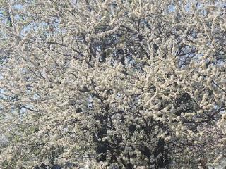  коттедж, 42 м², 4 сотки