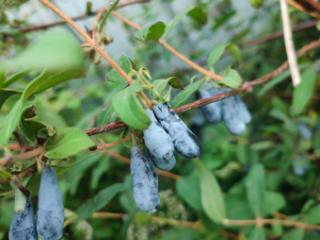 1-этажный дом, 15 м², 5.5 соток