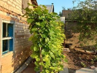 1-этажный дом, 53.8 м², 6.5 соток