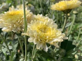 3-этажный дом, 303 м², 10 соток