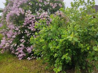  дом, 41 м², 13 соток