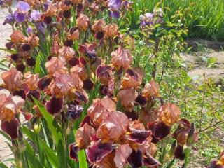 1-этажный дом, 56.4 м², 8.5 соток