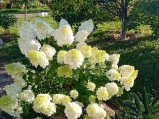 1-этажный дом, 94.5 м², 12.3 соток