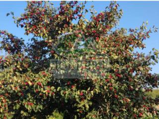 1-этажный дом, 122 м², 10 соток