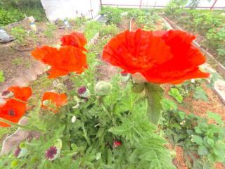 2-этажный дом, 28.6 м², 5.1 соток