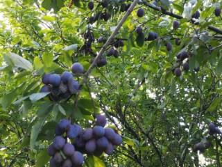 1-этажный дом, 26 м², 8 соток