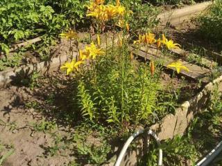  коттедж, 25 м², 4 сотки