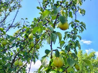 1-этажный дом, 32.2 м², 30.3 соток