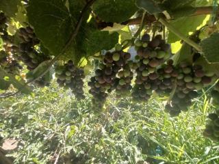 1-этажный дом, 95.1 м², 9.9 соток