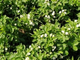  дом, 30 м², 6 соток