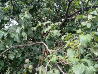 1-этажный дом, 84.5 м², 11 соток