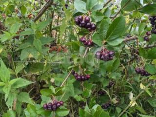 2-этажный дом, 30 м², 5.6 соток