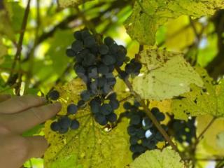 1-этажный дом, 30 м², 5.9 соток