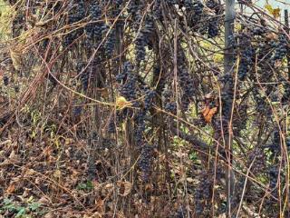  коттедж, 42 м², 8 соток