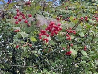 Купить земельный участок, 20 соток