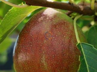 2-этажный дом, 140 м², 12 соток