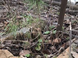  коттедж, 20 м², 6 соток