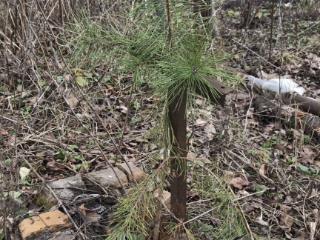  коттедж, 20 м², 6 соток