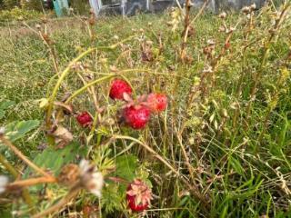  дом, 31 м², 10.11 соток