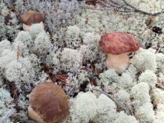 2-этажный дом, 110 м², 16 соток