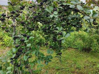  коттедж, 45.8 м², 11 соток