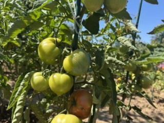 1-этажный дом, 15 м², 5.5 соток