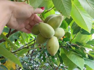 1-этажный дом, 152.6 м², 14.5 соток