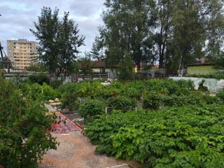  дом, 38.5 м², 15.5 соток