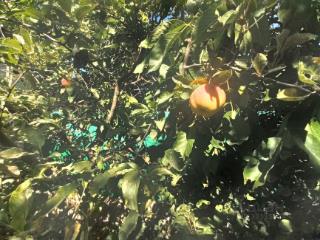 1-этажный дом, 95.1 м², 9.9 соток