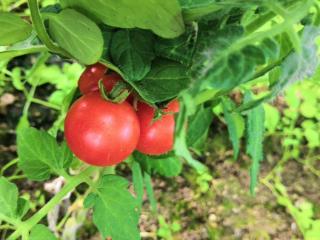  дом, 38 м², 7 соток