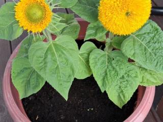  дом, 38 м², 7 соток