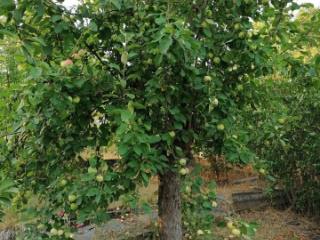 1-этажный дом, 19.5 м², 10 соток